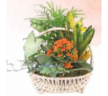Planter Basket (Delaware)