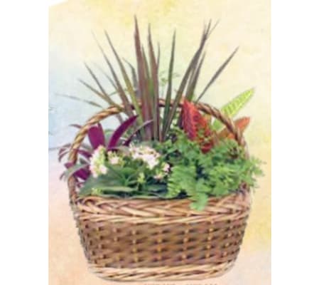 Planter Basket (Aukland Large)