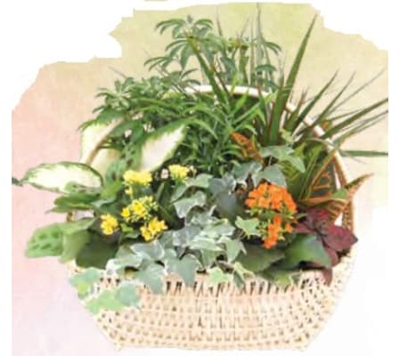 Delaware Garden Basket (Large)
