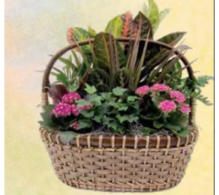 Drake Indoor Garden Basket