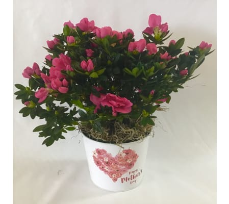 Azalea for Mom