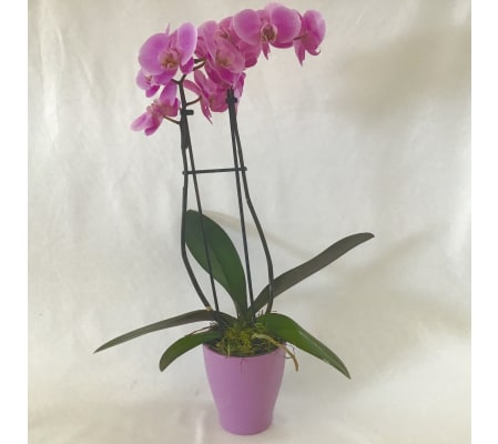 Phalaenopsis Orchid in Ceramic pot