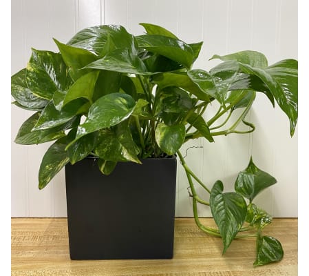 Pothos-6