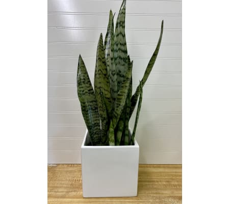 Sanseveria (Snake Plant)-6