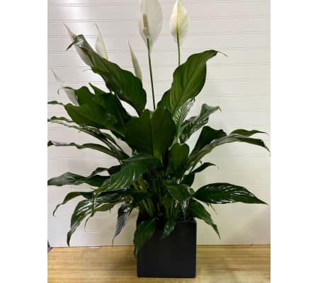 Spath-Peace Lily Plant-6” Pot