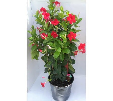 Dipladenia
