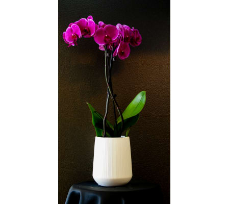 Sublime orchid exclusive