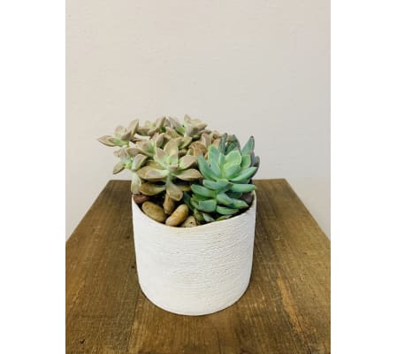 Mini Succulent
