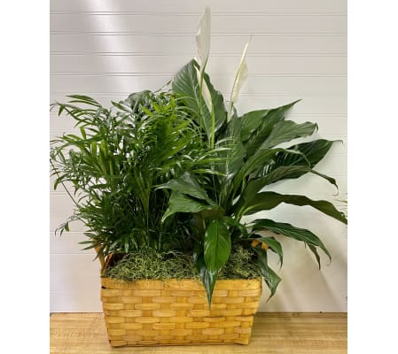 Double Plant Basket