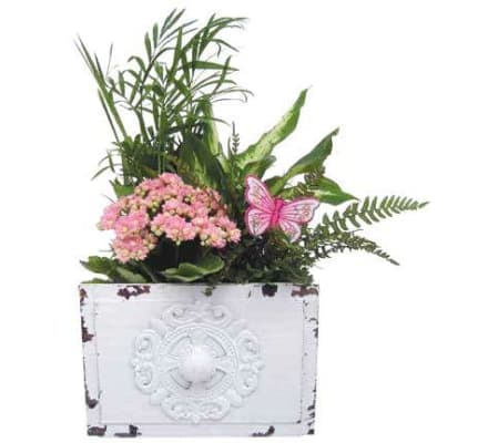 Victorian medallion drawer garden.