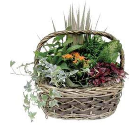 Nature in a Basket