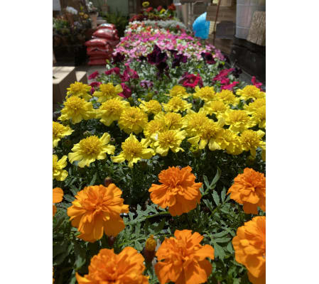 Flat of Assorted Annuals - 6 packs