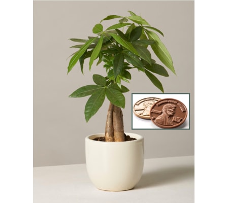 Money Tree-6