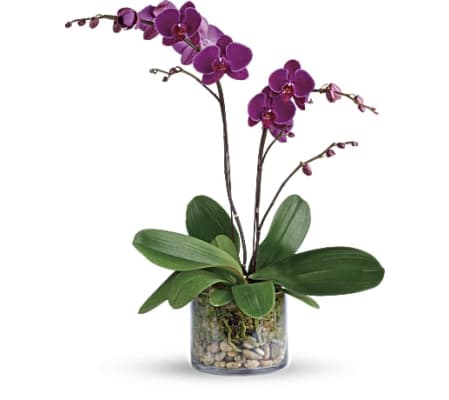 Glorious Gratitude Orchid