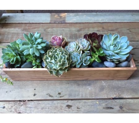 Succulent Garden by Passion Flowers
