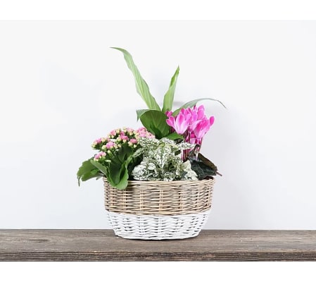 Two Tone Willow Planter