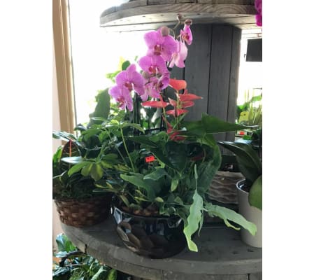 Orchid And Anthurium Planter.