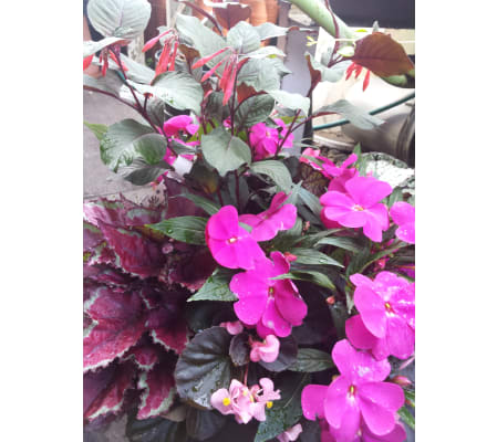 Outdoor Shady Hanging Basket