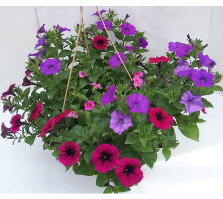 Petunia Basket