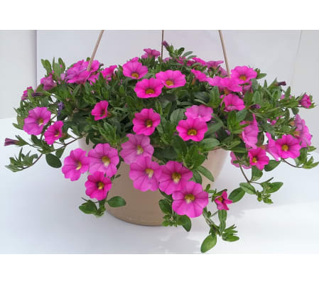 Million bells Basket