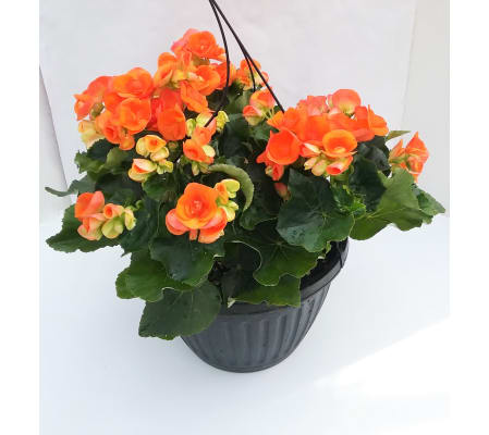 Begonia Basket