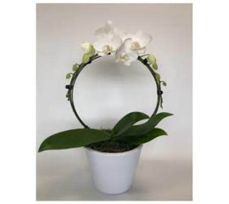 Phalaenopsis Orchid Infinity Circle