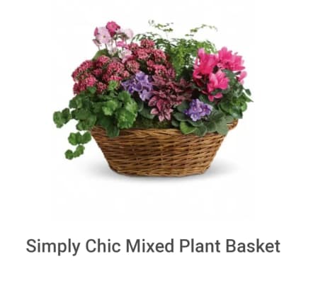 Simply chic plant basket