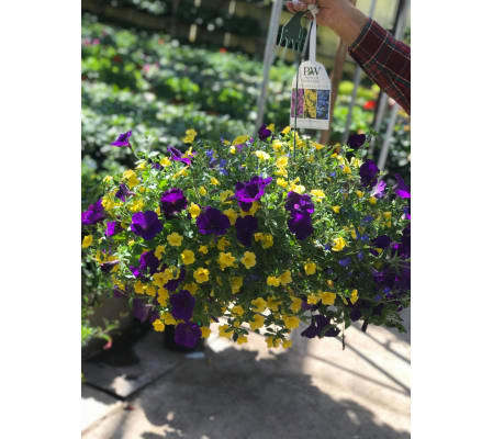 Hanging Basket 12