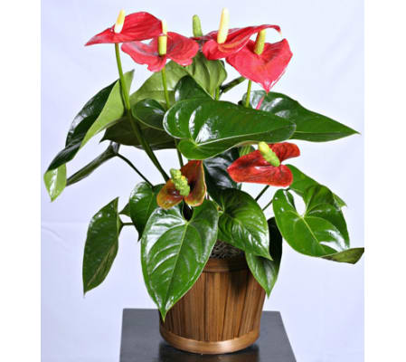 Tropical Anthurium Plant