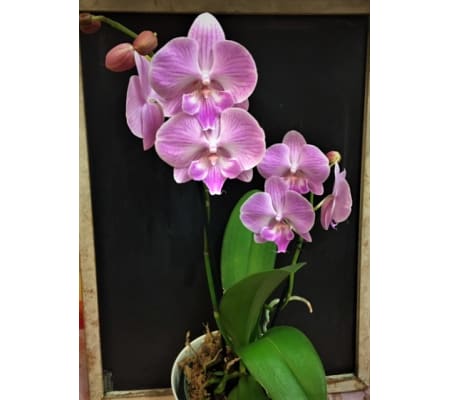 Orchid Extraordinaire