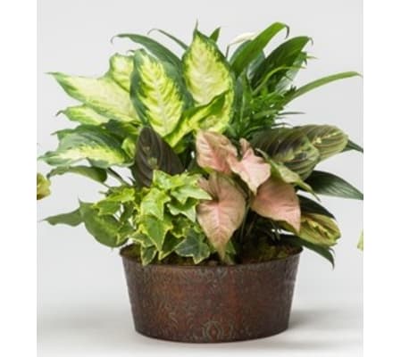 DISH GARDEN OF HOUSEPLANTS