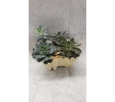 Succulent Garden by Belak
