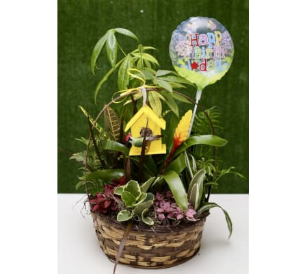 Large Lush Green Dish Garden