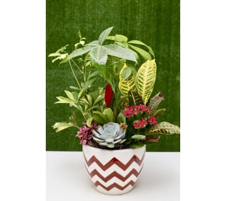 Money Plant & Succulent Large Dish Garden