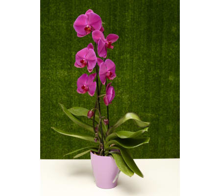 Purple Orchid Planter