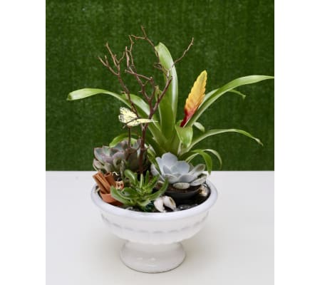Exquisite Dish Garden with Succulent