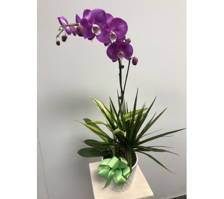 Phalaenopsis Orchid Garden