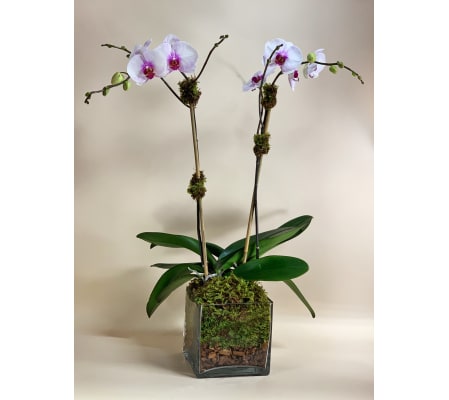 Beautiful Orchid in a Clear Cube