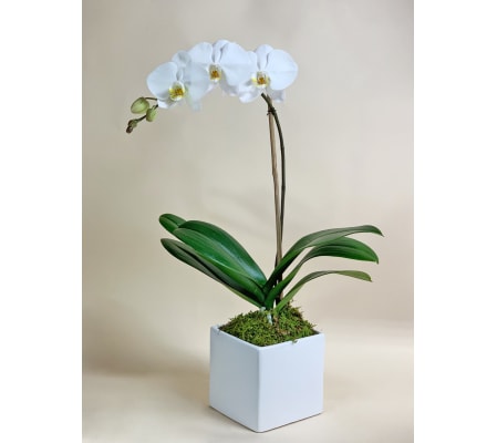 Single Stem Orchid Plant