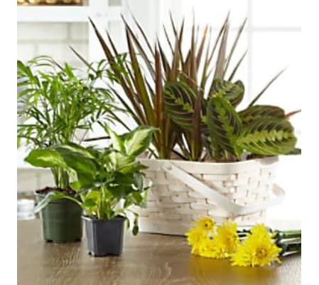 Florist Choice Dish Garden