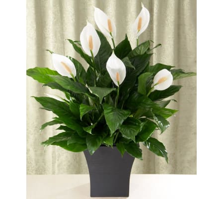 Peace Lily Potted