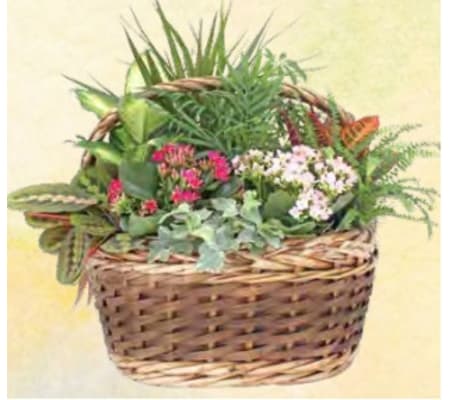 Large Aukland Planter Basket