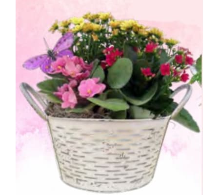 Mixed Flowering Tin Olive Planter