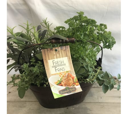 Fresh Herbs Home Garden