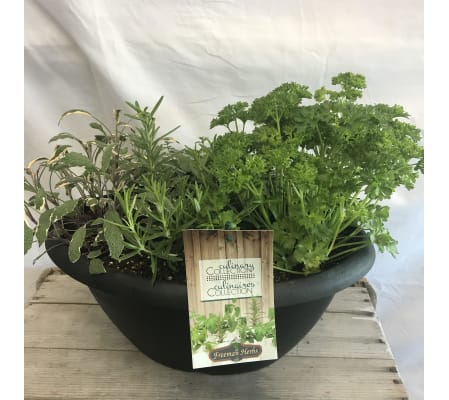 Fresh Herbs Home Culinary Planter