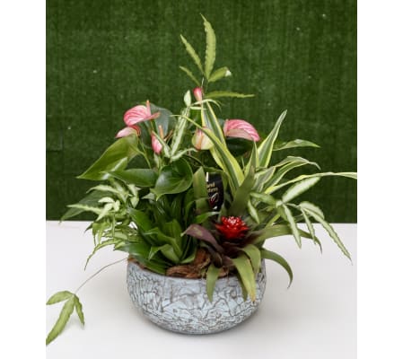 Garden of Paradise in a Ceramic Pot