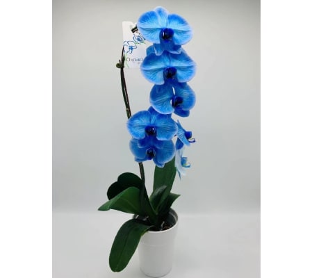 Phalaenopsis Blue Orchid
