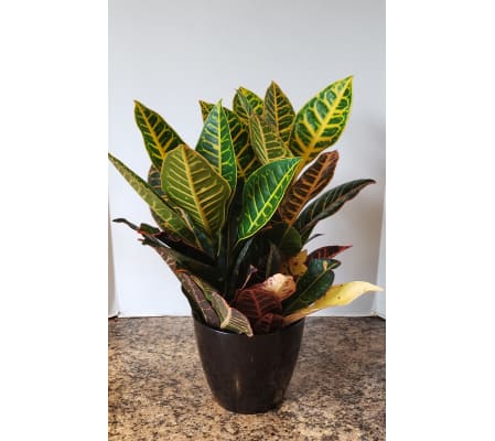 Colorful Croton