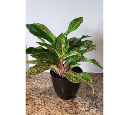 'Siam Aurora' Chinese Evergreen