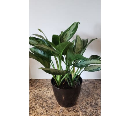 'Silver Bay' Chinese Evergreen